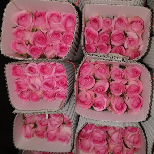 Dark pink Bounier