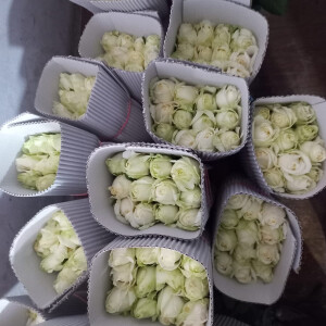 White rose